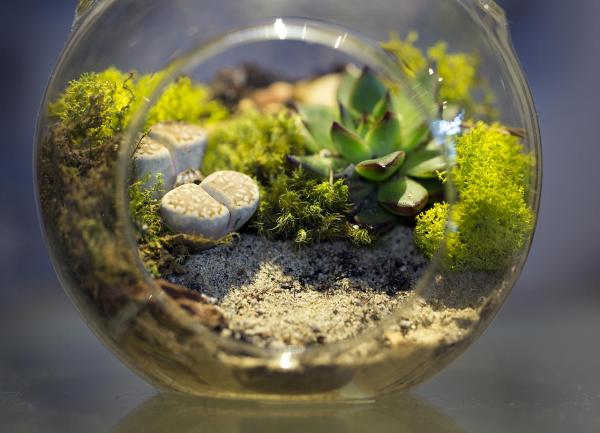 DIY Magnetic Terrariums
