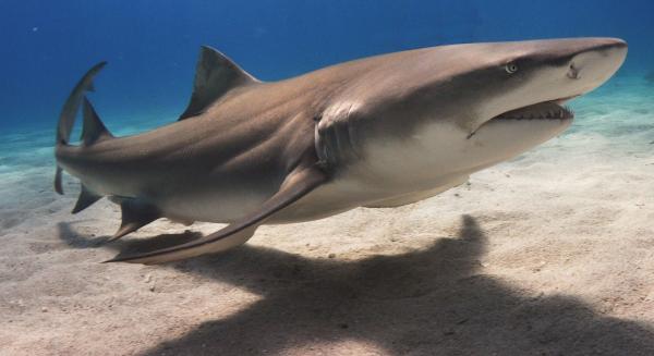4 Fun Facts about Magnets and Sharks