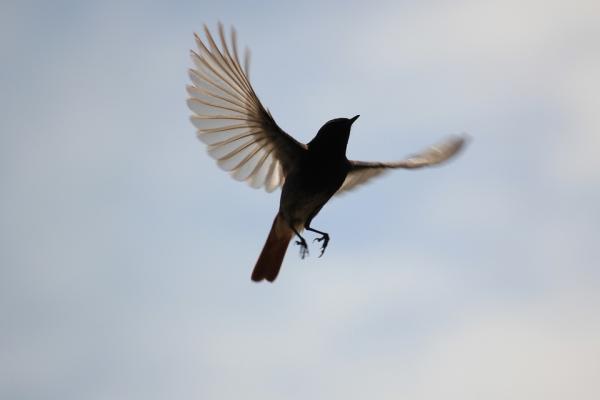 Magnetoreception: The Animal Kingdom’s Real-Life Super Power