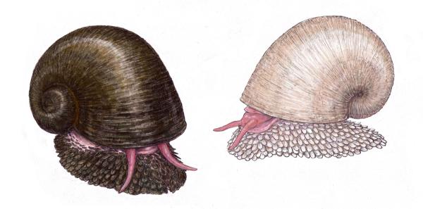 The Creature with Magnetic Armor: Scaly-Foot Snail