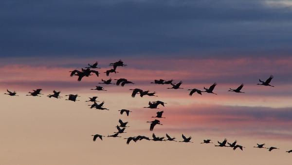 Animals And Magnetic Fields