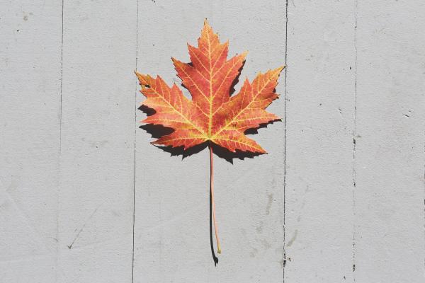 Fall Leaf DIY Magnets