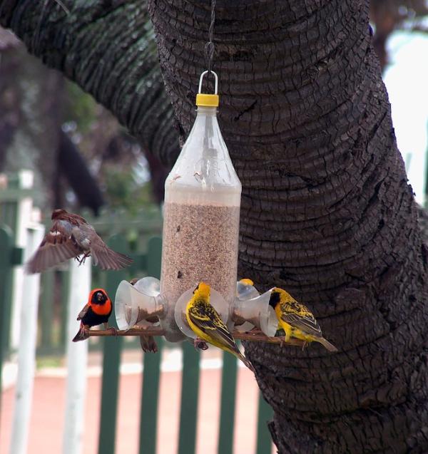 Magnetic DIY Bird Feeder: A Real Chick Magnet