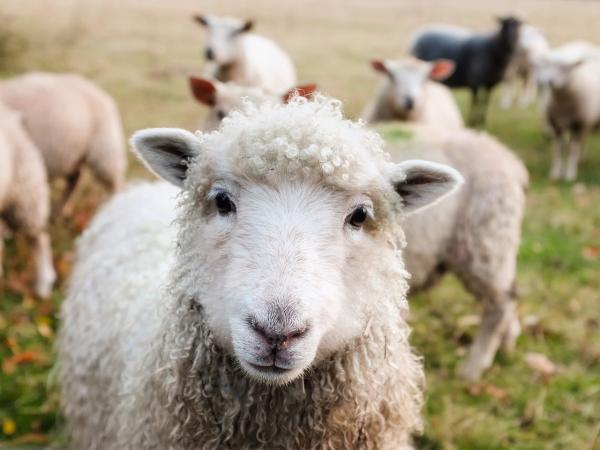Magnetic Chute Separators Used in Animal Feeding