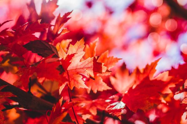 Fall Magnetic Crafts Round-Up