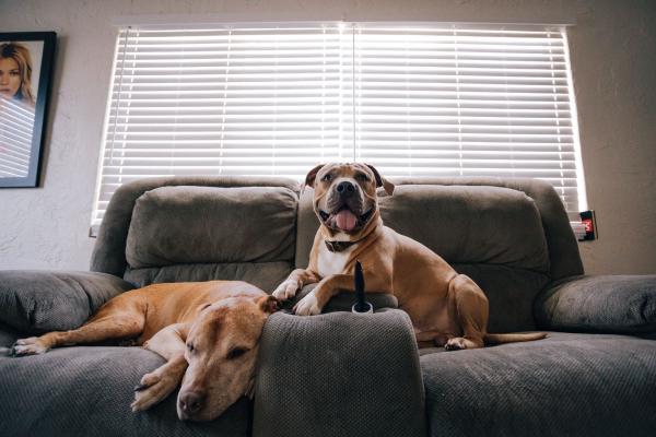 Magnetism and Pets