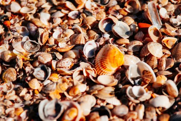 DIY Seashell Magnets