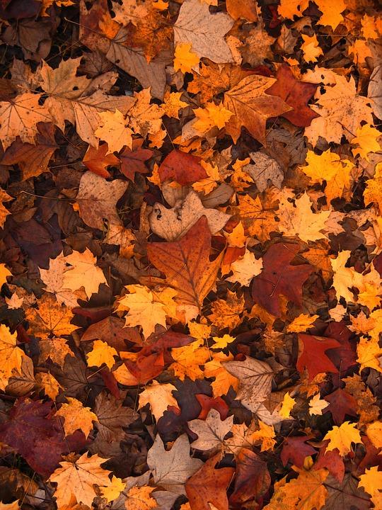 DIY Leaf Magnets