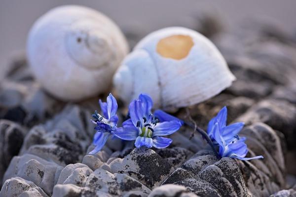 Preserve Summer Flowers and Seashells with DIY Magnets