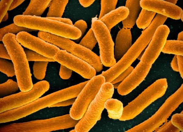 What Is Magnetotactic Bacteria?