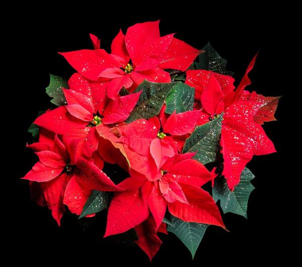 DIY Holiday Poinsettia Magnets