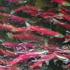 Magnetic Fields Help Sockeye Salmon Find Their Way Home
