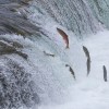 Salmon Migration May Depend On The Magnetic Field
