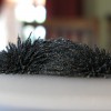 Magnet Experiments: Iron Filings and Neodymium Magnets