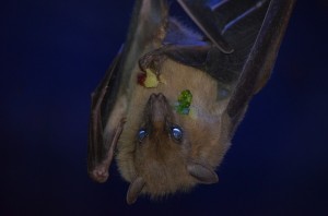 bat-418133_640