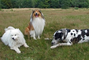 dogs magnetism