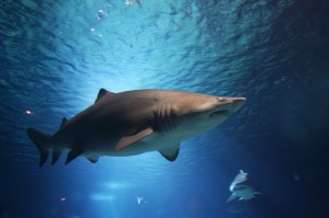 sharks and magnets 