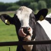 Weird Magnet Facts: Cow Magnets