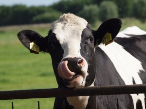 A funny photograph of a cow.