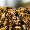 Studying Honey Bees with Magnets