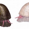 The Creature with Magnetic Armor: Scaly-Foot Snail