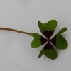 Preserve Four-Leaf Clover in a Magnet