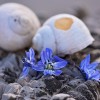 Preserve Summer Flowers and Seashells with DIY Magnets