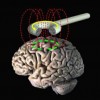 Magnetic Fields and Your Brain