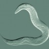 The Magnetic Sensor of a Tiny Worm