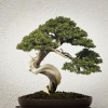 What Makes the Air Bonsai Tree Float?