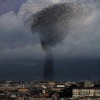 Could Magnetism Explain Why Bird Flocks Move as One?