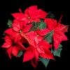 DIY Holiday Poinsettia Magnets
