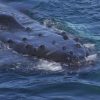 A Whale of a Magnetic Field