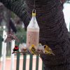 Magnetic DIY Bird Feeder: A Real Chick Magnet