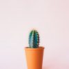 DIY Cactus Clay Magnets