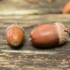 DIY Acorn Magnets