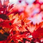 Fall Magnetic Crafts Round-Up