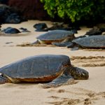 Sea Turtles Find Their Birthplace with Magnetic Fields