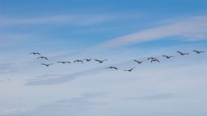 How The Magnetosphere Affects Migrating Birds