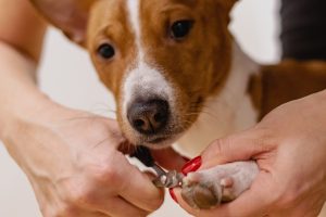 Magnets for Pet Groomers