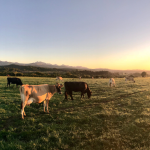 Cow Magnets