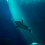 Keeping Sharks at Bay Using Magnets