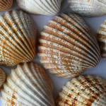 Simple DIY Seashell Magnets
