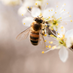 DIY Bee Magnets