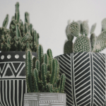 DIY Cactus Magnets